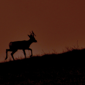 Srnec na horizonte