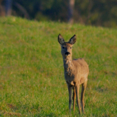 Čo to cvaká ztoho kríka