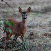 Srna, čo má účes