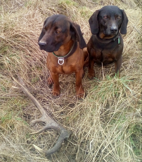 Cita a Maco nasli minulorocneho dvanastoraka mladuckeho
