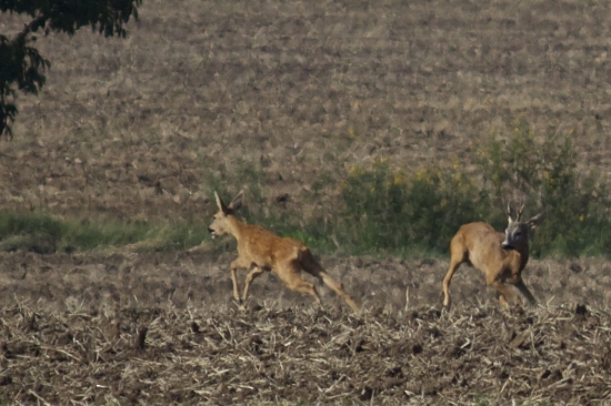 Srnčia ruja