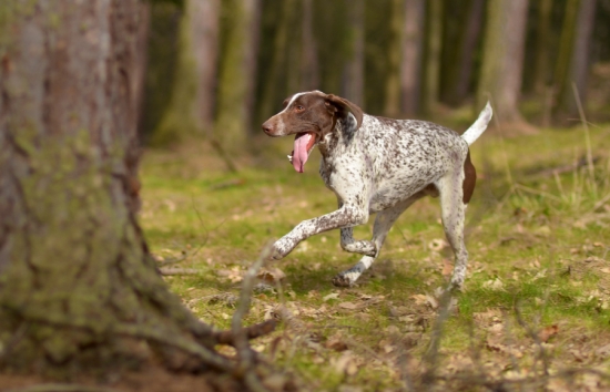 Nemecké stavačisko