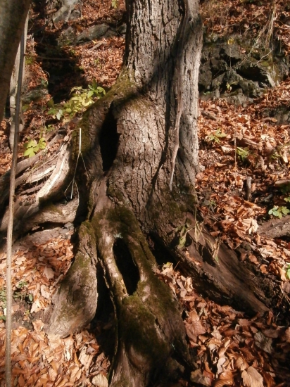 novembrova