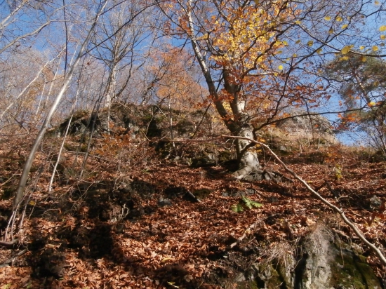 Skala
