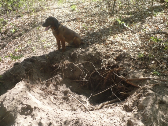 Kdo to tu hledal žaludy nebo myši a jejich žaludy?