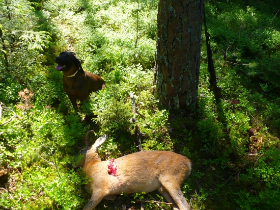 Lov zahraničního hosta v sousední honitbě-dosled