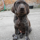 Cézar