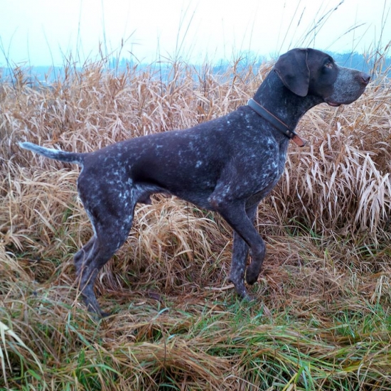 Lord Brok z Budmeric