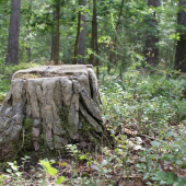 Sejdeme se u pařezu...