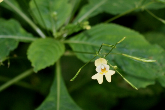 Netýkavkové kvetení