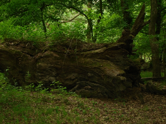 Padlý