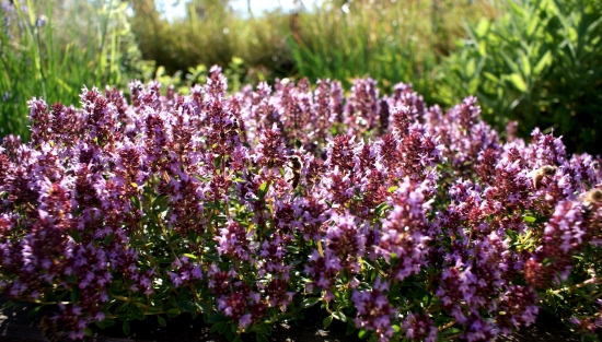 Mateřídoušková večeře