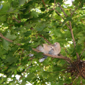 Za chvíli už budou lítat...