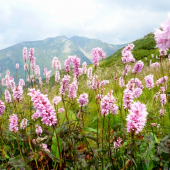 V pozadí Baníkov a kvitnúca Bistorta major