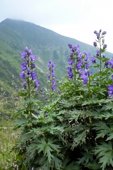 Prilbica tuhá v pozadí vrchol Baranca