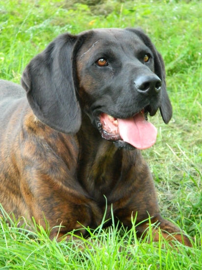 Kamoš z Horárovho dvora