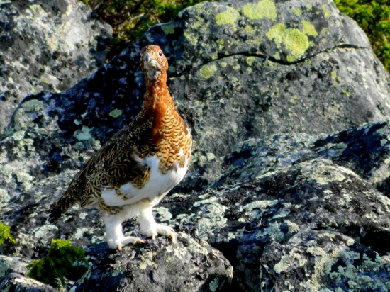 Snehula horská-Lagopus muta