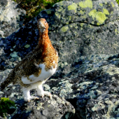 Snehula horská-Lagopus muta