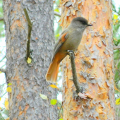 Škriekavec zlovestný