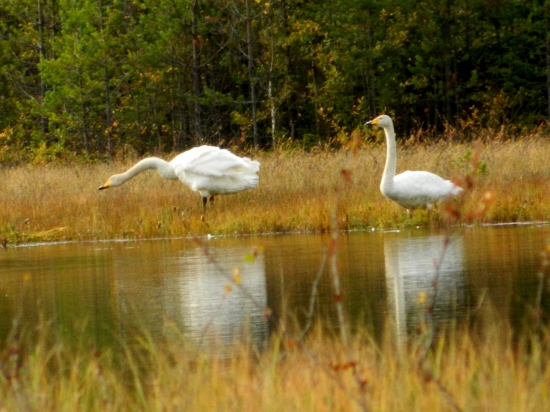 Cygnus cygnus