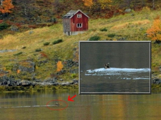 los plávajúci vo fjorde
