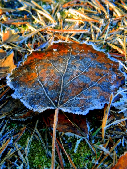 chladivý dotyk mrázika na liste osiky..