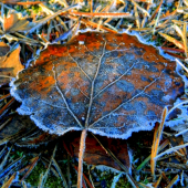 chladivý dotyk mrázika na liste osiky..