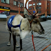 sob polície v Rovaniemi