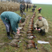 príprava výlože po leči...