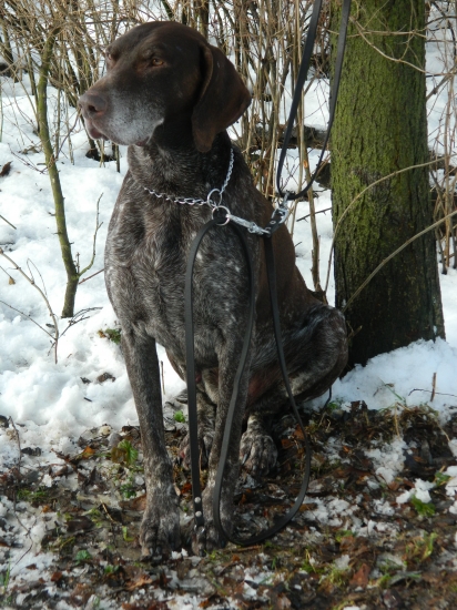 Nemecký krátkosrstý stavač