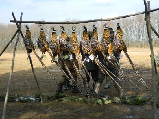 dnešný výrad s královákmi ...