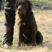 labradorka