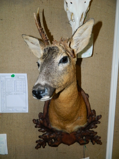 srnec z výstavy Silva Regina 2012