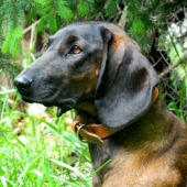Ada