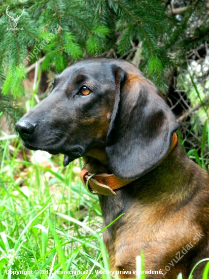 Ada