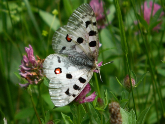 Parnassius apollo