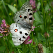 Parnassius apollo