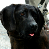 Hanoveráčka