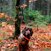 Daxlík s GPS obojkom