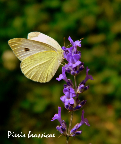 mlynárik na levanduli