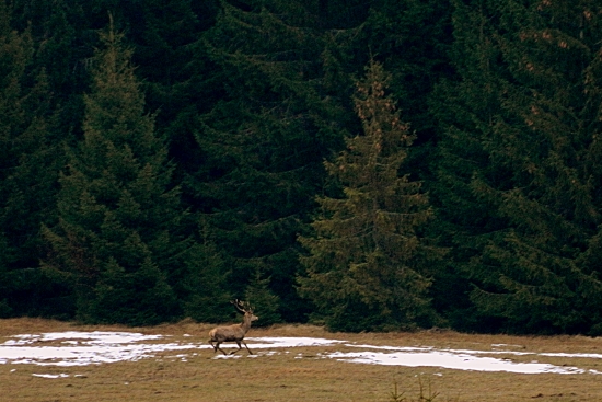 únik do smrečín...