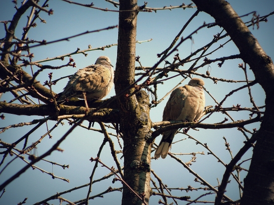 Hrdlilčky na čerešni ..