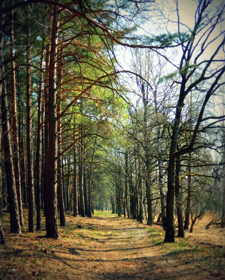 borovicovým lesíkom