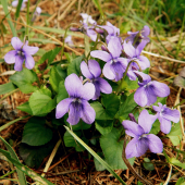 fialočky