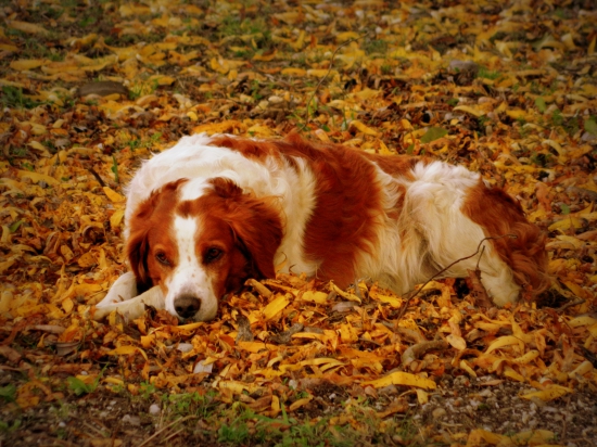 zaslúžený odpočinok