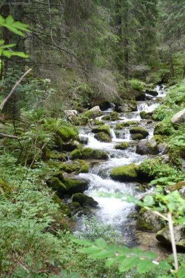 Jalovčianka