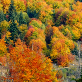 Keď jeseň maľuje farbami..