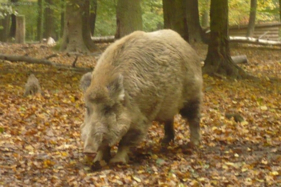 diviačik