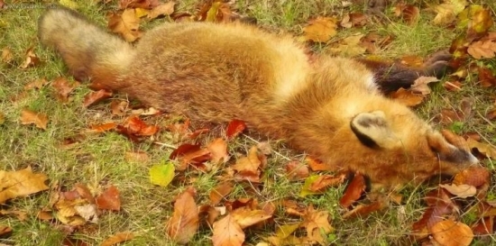 líška ulovená na spoločnej poľovačke