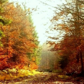 rúdlik černej na úteku